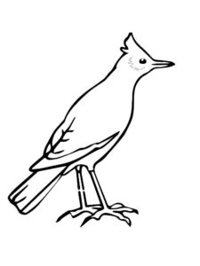 Птицы жаворонок картинки раскраски (7)