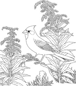 Птицы жаворонок картинки раскраски (9)