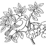Птицы зимой картинки раскраски (1)