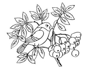 Птицы зимой картинки раскраски (1)