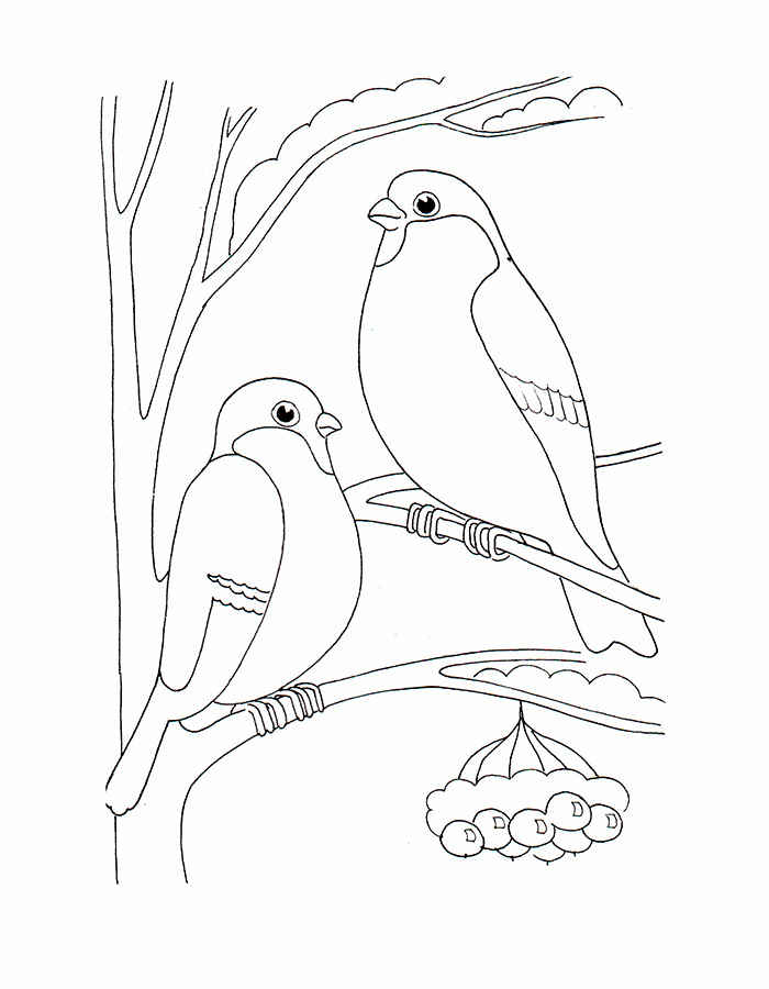 Птицы зимой картинки раскраски (5)