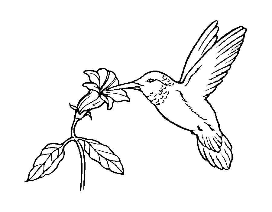 Птицы картинки раскраски (11)