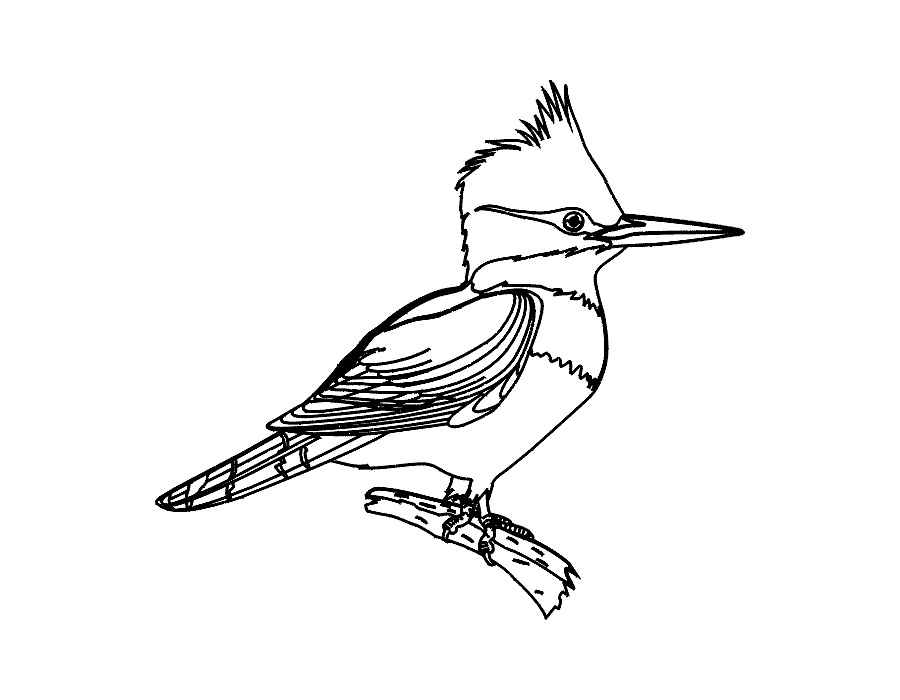 Птицы картинки раскраски (4)