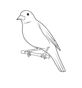 Птицы соловей картинки раскраски (13)