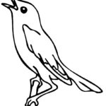 Птицы соловей картинки раскраски (2)
