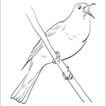 Птицы соловей картинки раскраски (5)