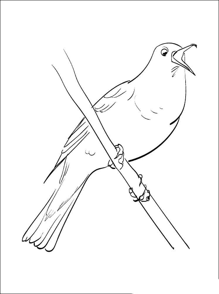 Птицы соловей картинки раскраски (5)