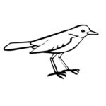 Птицы соловей картинки раскраски (6)