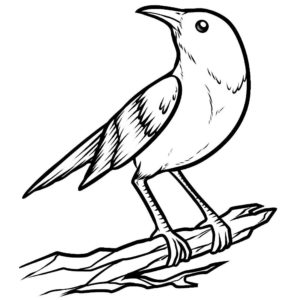 Птицы соловей картинки раскраски (9)
