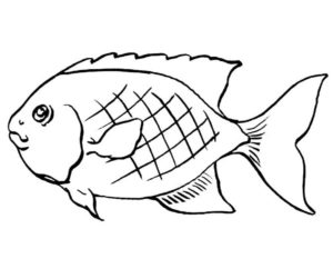 Рыбки картинки раскраски (1)