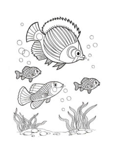 Рыбки картинки раскраски (10)