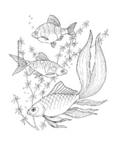 Рыбки картинки раскраски (4)
