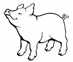 Свинья картинки раскраски (3)