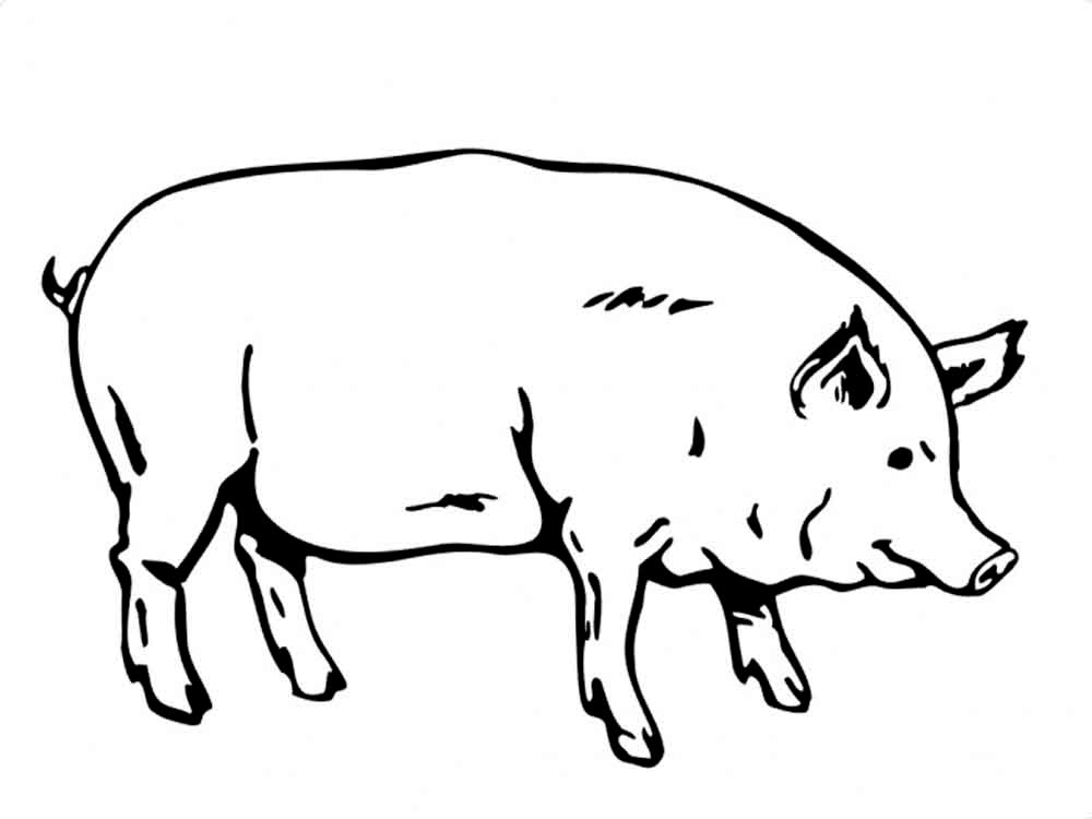 Свинья картинки раскраски (60)