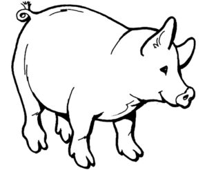 Свинья картинки раскраски (64)