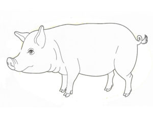 Свинья картинки раскраски (65)