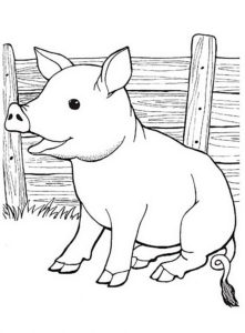 Свинья картинки раскраски (9)