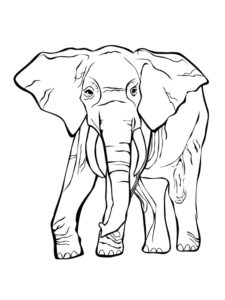 Слон картинки раскраски (18)
