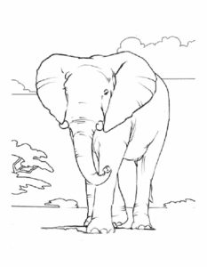 Слон картинки раскраски (19)