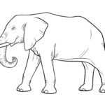 Слон картинки раскраски (33)
