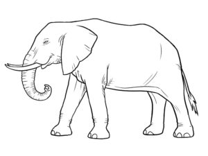 Слон картинки раскраски (33)