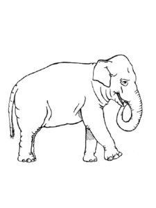 Слон картинки раскраски (37)