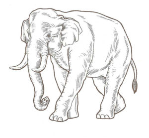 Слон картинки раскраски (40)