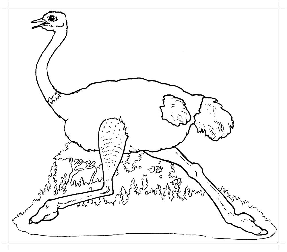 Страус и страусенок раскраска для детей