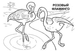 Фламинго картинки раскраски (10)