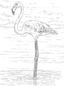 Фламинго картинки раскраски (16)
