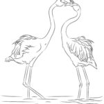 Фламинго картинки раскраски (27)