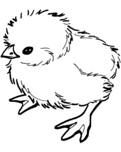 Цыпленок картинки раскраски (7)