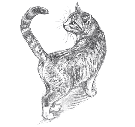 cats-tail-how-to-draw-6034432