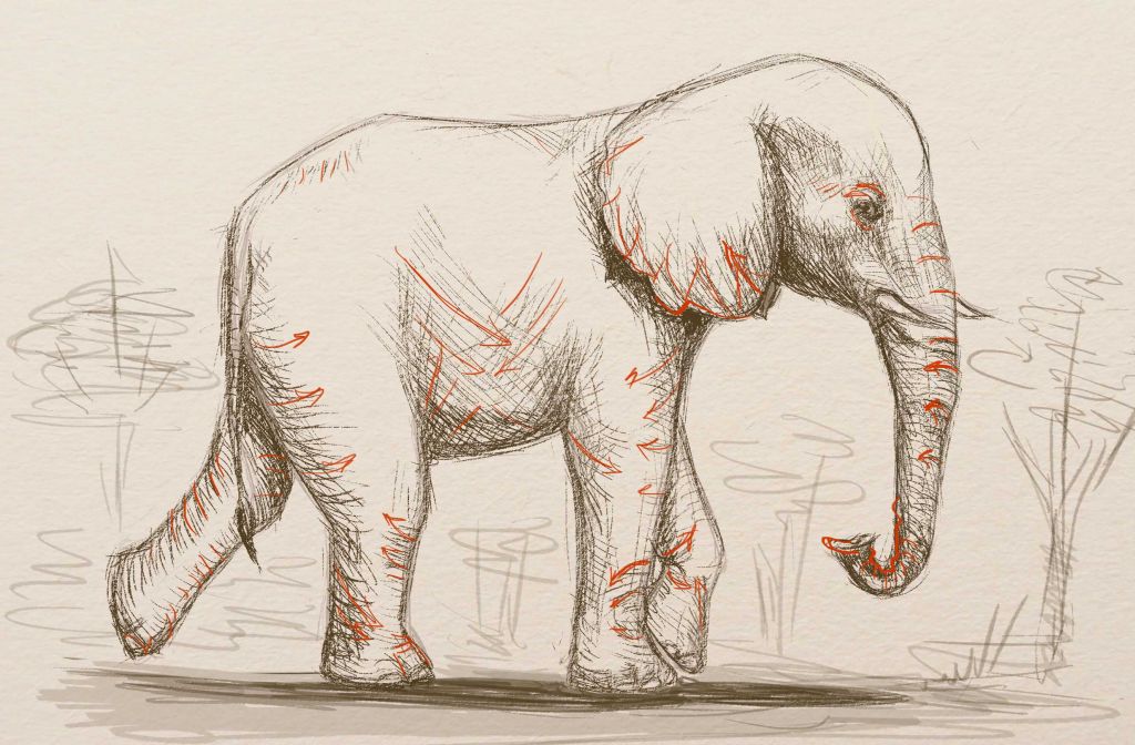направление складки кожи слона