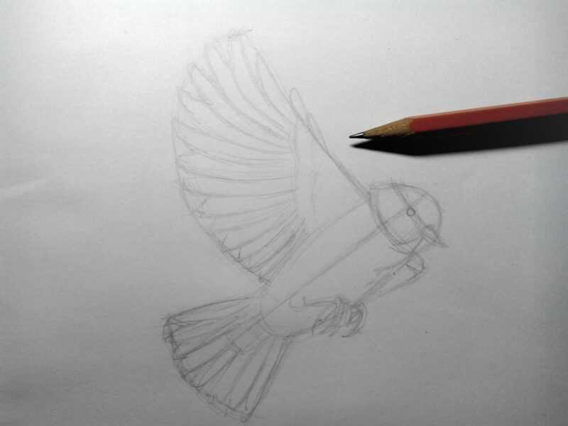 Как нарисовать птичку карандашом поэтапно для детей