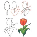 Как нарисовать тюльпан гуашью поэтапно для начинающих