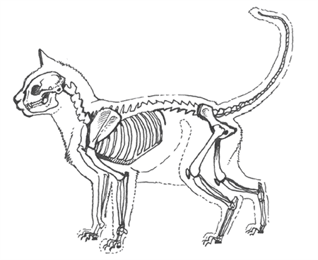 Скелет кошки