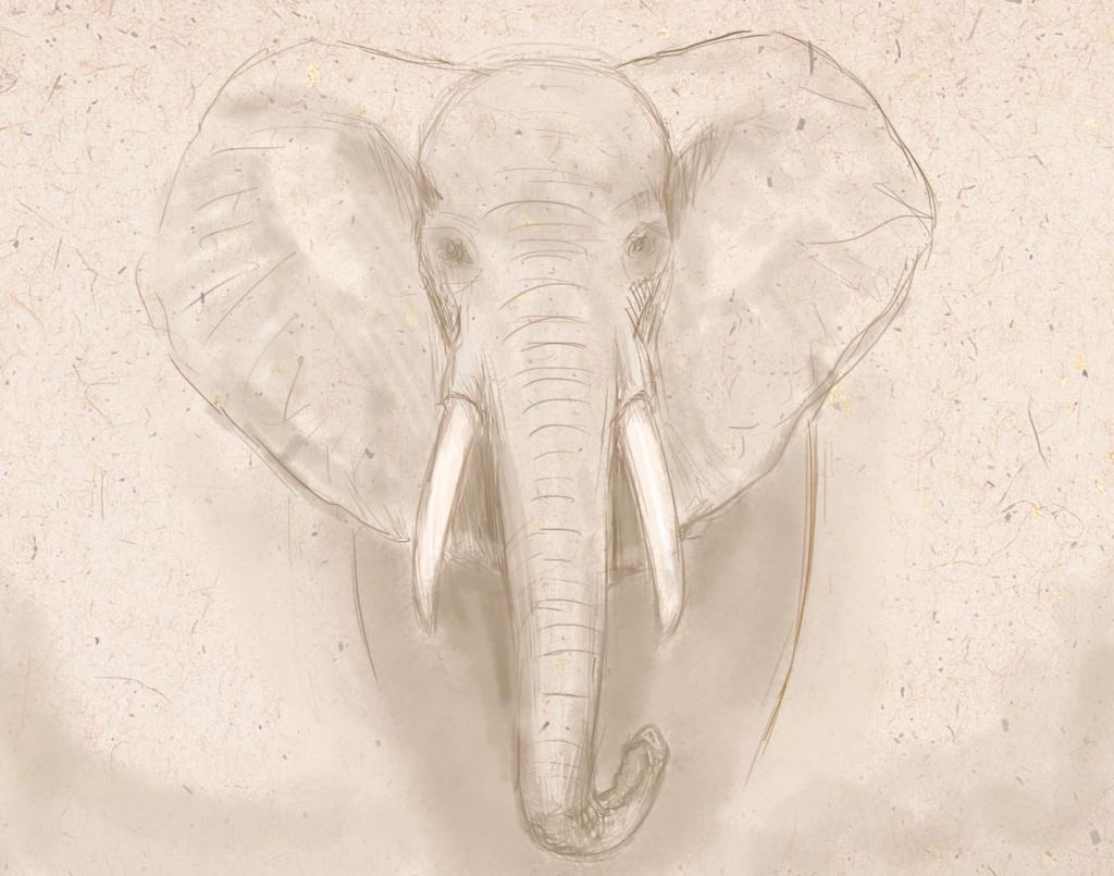 portrait-of-elefant1-9952836