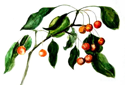 Рисунок ветки яблони
